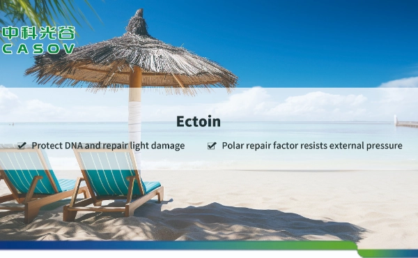 <font dir="auto" style="vertical-align: inherit;"><font dir="auto" style="vertical-align: inherit;">Potensi Bubuk Ectoin untuk Kulit (CAS No.: 96702-03-3): Perspektif Ilmiah