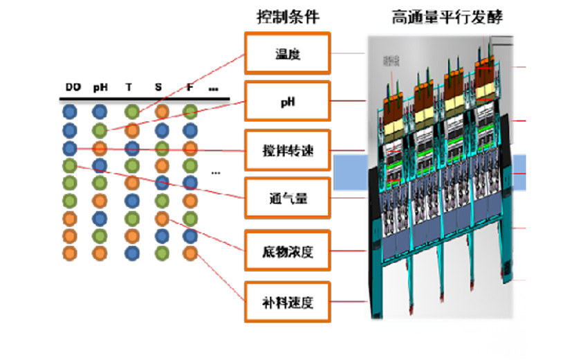 Intelligent fermentation and metabolic fine regulation platform